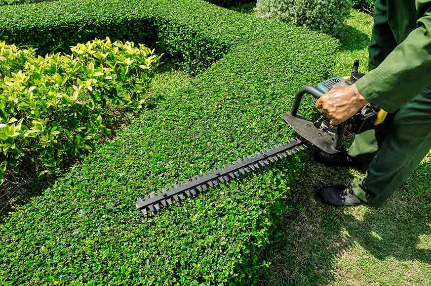 The Importance of Shrub Trimming