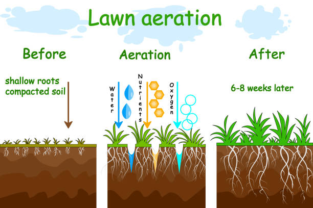 The Importance of Lawn Aeration: A Deep Dive into Benefits, Techniques, and Best Practices